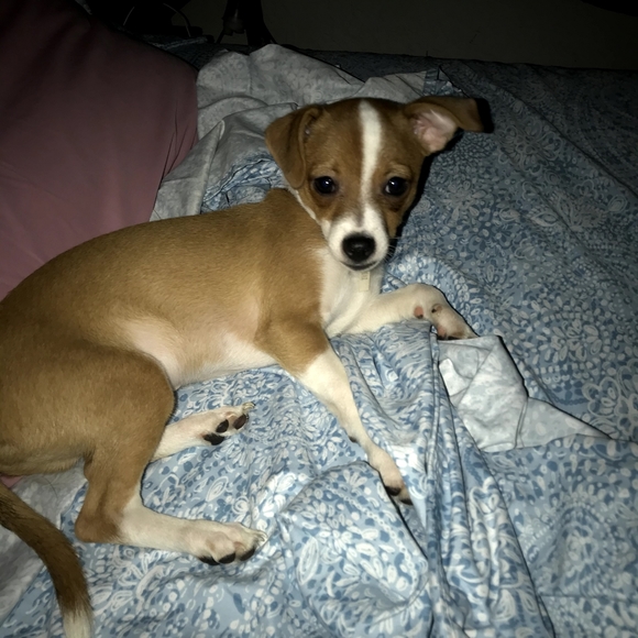 Meet your Posher, Ramona - Picture 4 of 8